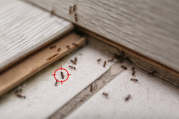 Best Affordable Pest Control Services  in Upland, CA
