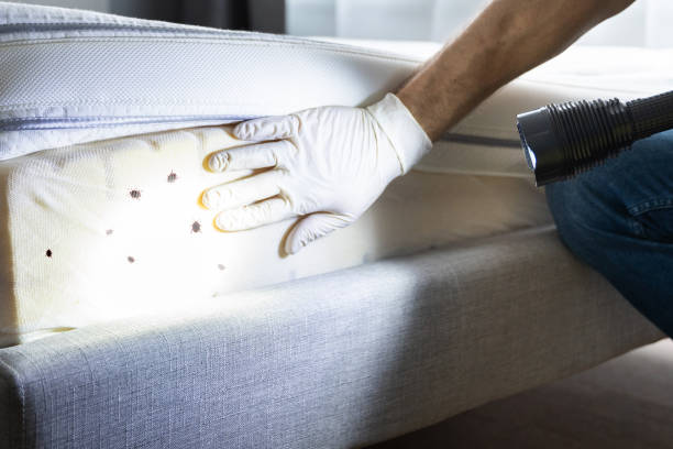 Best Best Pest Control Companies  in Upland, CA