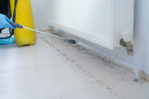 Best Termite Control Services  in Upland, CA